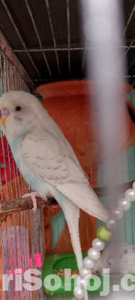 New Adult Male budgie birds.